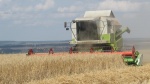 На полях района продолжается уборочная страда. 