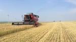 На полях района полным ходом идет уборочная страда.