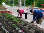 Работники МБУ "Благоустройство" приступили к озеленению клумб. 