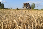 На полях  района продолжается уборочная страда.