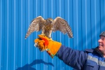 На саратовских мусоросортировочных комплексах отметили эффективность биорепеллентации