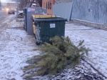Саратовский регоператор вывез более 10 тысяч новогодних елок