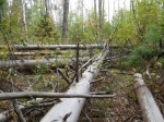 Балаковское лесничество информирует