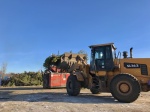 В Саратовской области выбросили почти 700 тонн новогодних елок